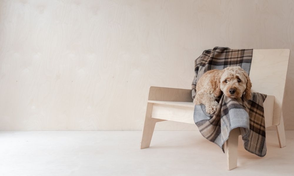New Arrival Pet Blankets: Wag Worthy Wool